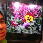Billboard consisting of a photo of pansies